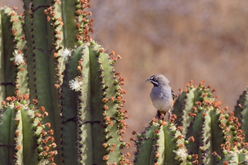 Bridled Sparrow (Peucaea mystacalis), photo 3