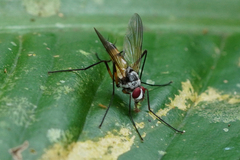 Cholomyia