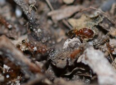 Pheidole parva