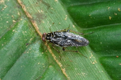 Euphyllodromia