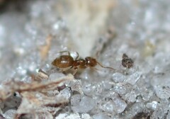 Brachymyrmex obscurior