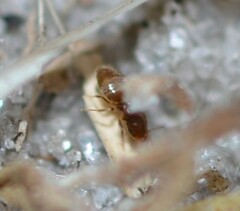 Brachymyrmex obscurior