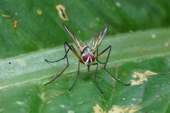 Cholomyia