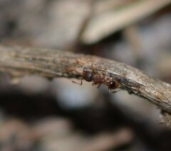 Pheidole parva