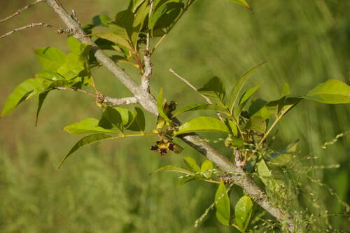 bellbean (Markhamia zanzibarica)