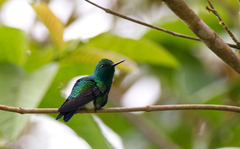 Chlorostilbon assimilis