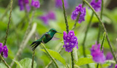 Chlorostilbon assimilis