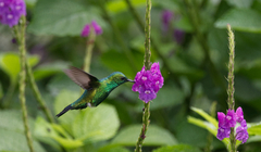 Chlorostilbon assimilis