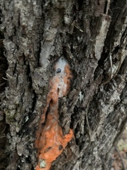 Fusicolla merismoides