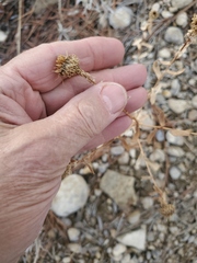 Grindelia squarrosa