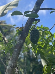 Annona muricata