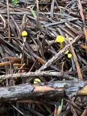 Mycena oregonensis
