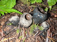 Urnula