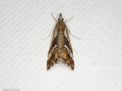 Glaucocharis interrupta