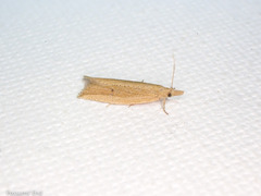 Bactra noteraula