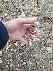 Penstemon