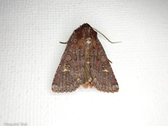 Ichneutica agorastis