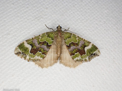 Hydriomena purpurifera