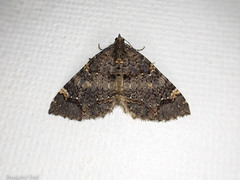 Hydriomena arida