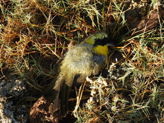 Geothlypis poliocephala