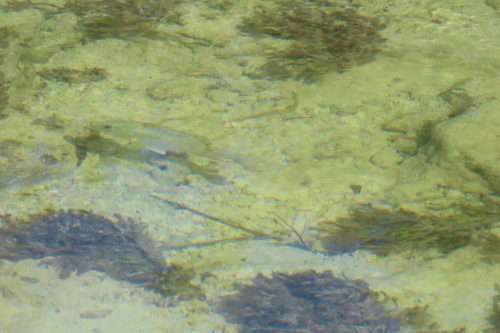 Gray Snapper