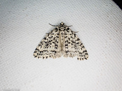 Pseudocoremia monacha