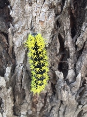 Leucanella viridescens