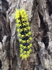 Leucanella viridescens