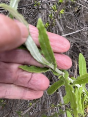 Pseudognaphalium biolettii