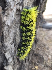 Leucanella viridescens