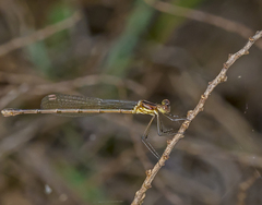 Lestes vidua