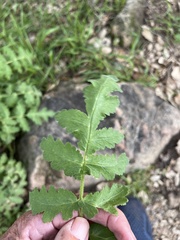 Phacelia ramosissima