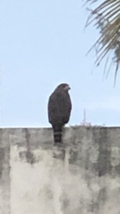 Rupornis magnirostris