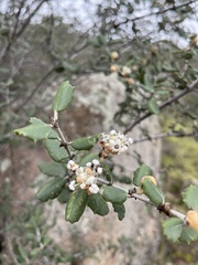 Ceanothus crassifolius