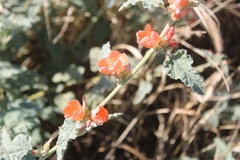 Sphaeralcea