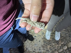 Sceloporus melanorhinus