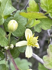 Clematis pauciflora
