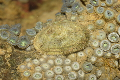 Diodora