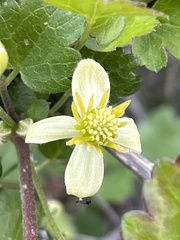 Clematis pauciflora