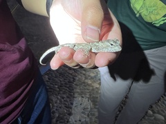 Sceloporus melanorhinus