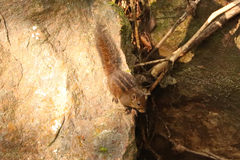 Funambulus obscurus
