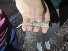 Sceloporus melanorhinus