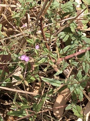 Boerhavia dominii