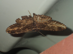 Anisoneura salebrosa