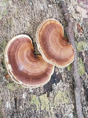 Microporus affinis
