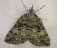 Hydriomena speciosata