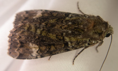 Anaplectoides prasina