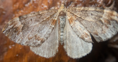 Dysstroma hersiliata