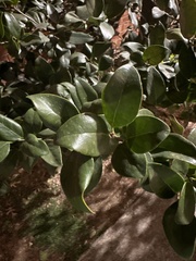 Ligustrum ovalifolium
