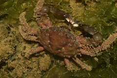 Mithrax